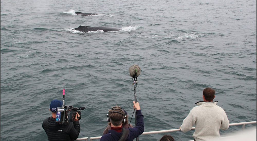 Whale pod in ocean near ship-tech video taping
