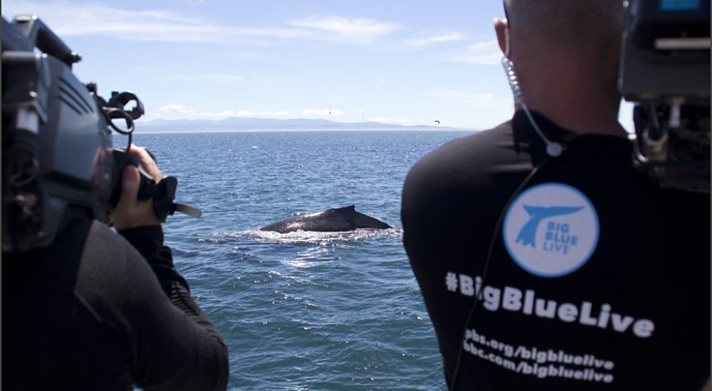Video cameras capture whale at surface of ocean